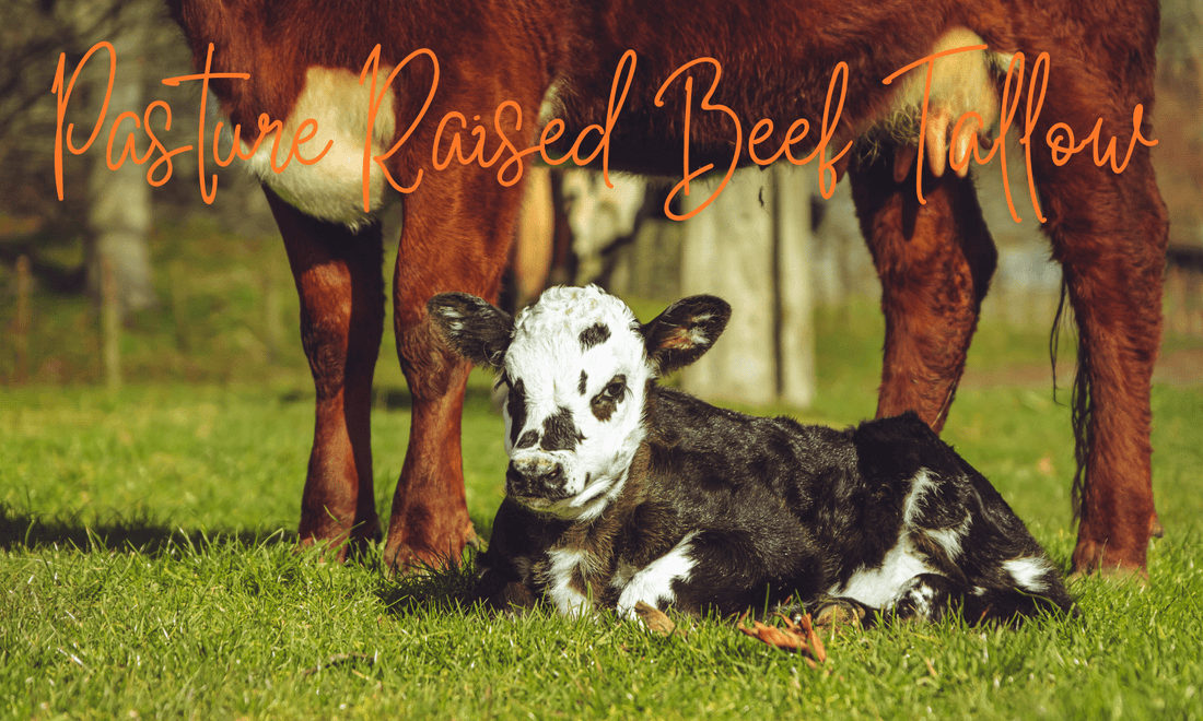 Beef it Up with Pasture Raised Beef Tallow - 6K Trading Post